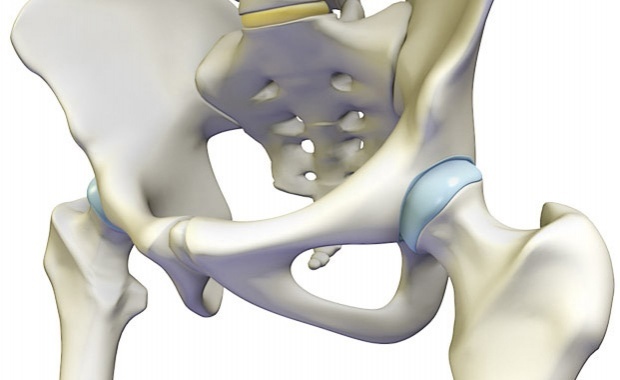 anatomical image of hip - posture